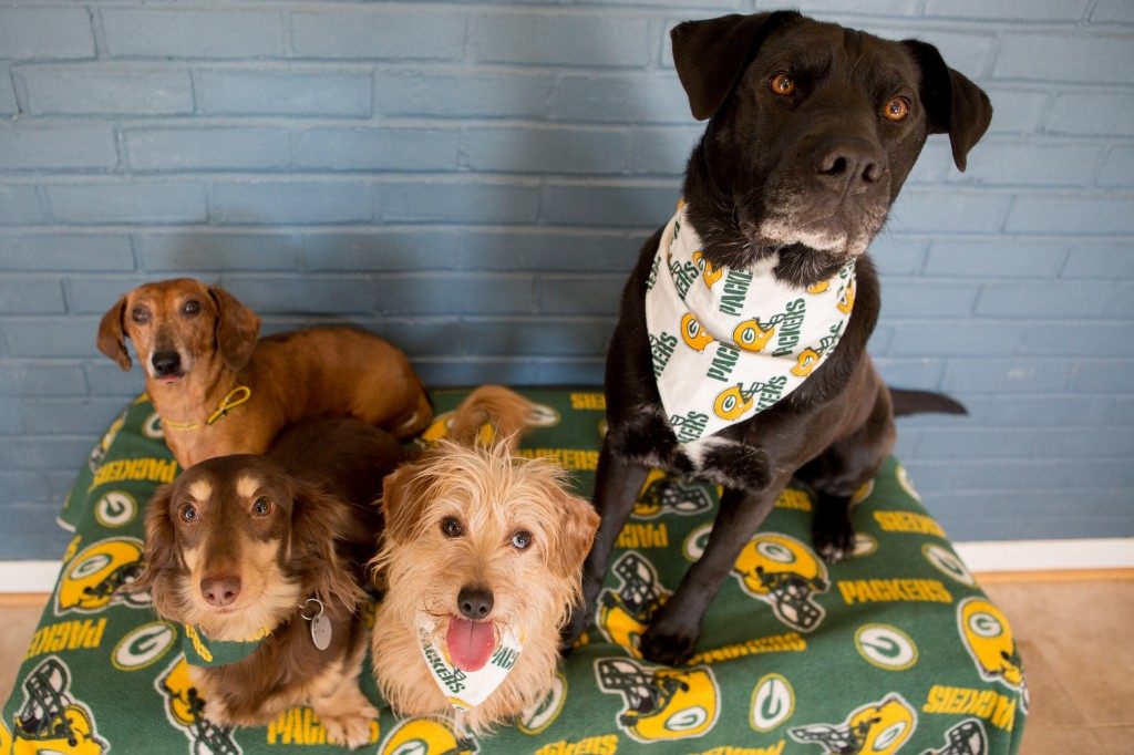 Gordon, Henry, Bert and Molly are all Packer Backers